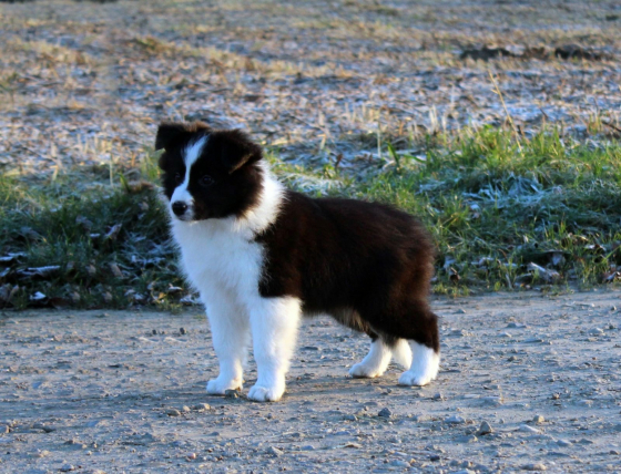 Mystic Realms Yr Saga Burns N Amethyst Glow