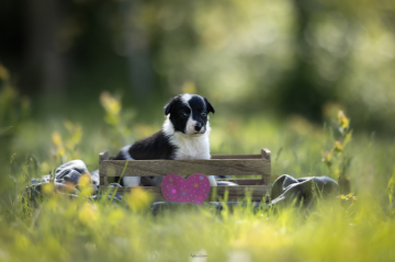 Herding Devils Perfect Pace April