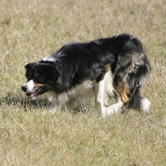 Shepherd Crook's Thor Meggun