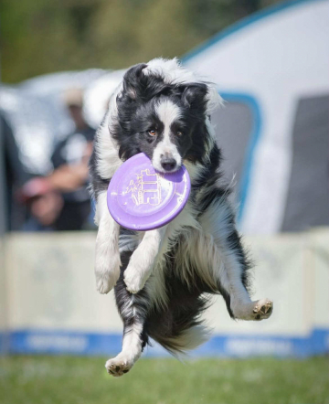 Thor Z Pocztowej Border Collie