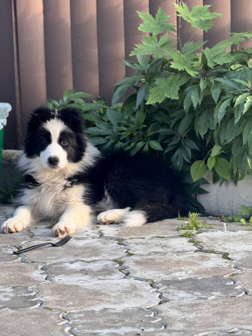 Vital Pet Evening Star