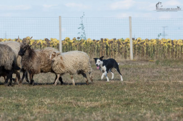 Bariguard Bloody Mary