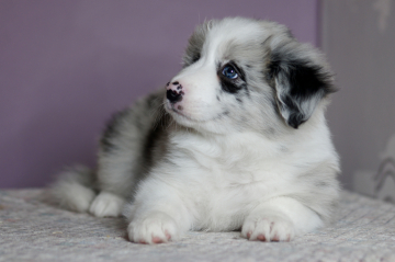 Fama Clamosa Zavetnaia Mechta