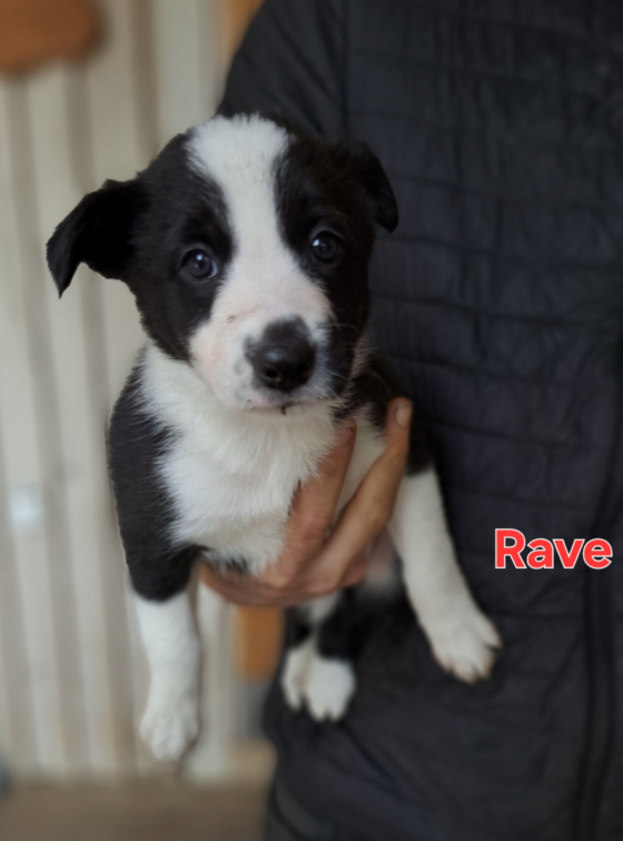 Qma Rave