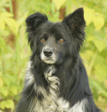 Annabelle von der Neckarburg