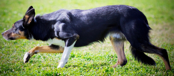 Kvarkin Super Trouper