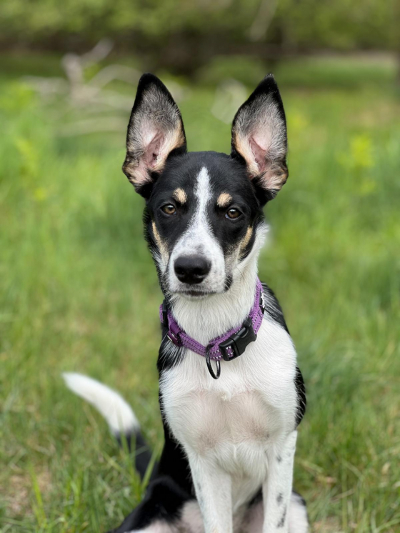 The Greatest Mai Shepter