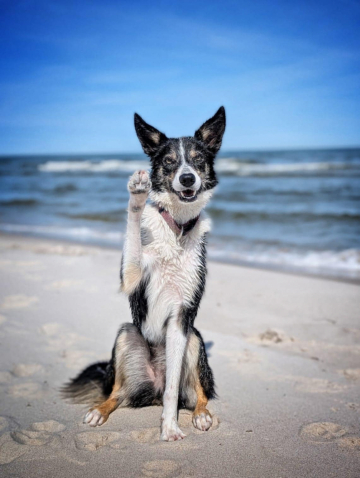 W Ipa Vom Haus Seiffert