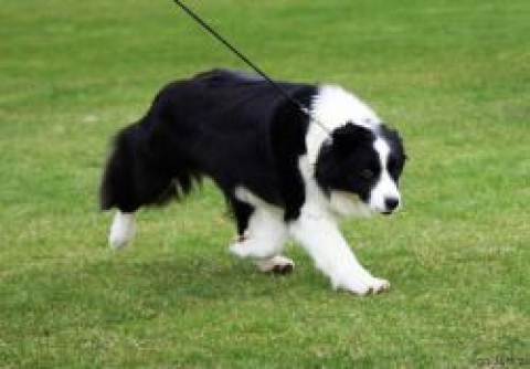 Banji Stars Border Collies