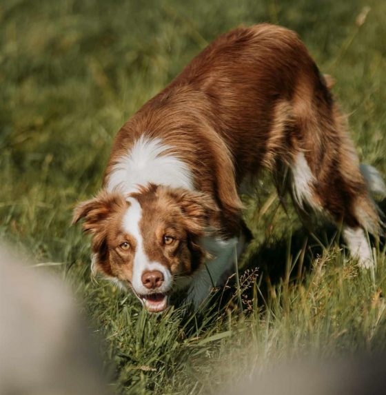 Ullbodens M'Annsachd