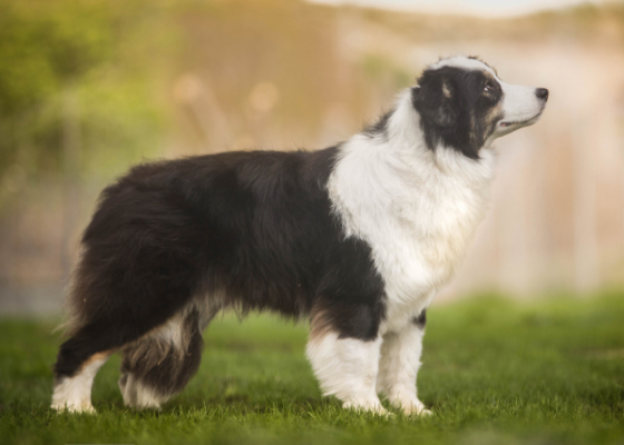 Lucky For You Tri Magic