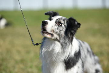 Rutagor Veselyy Chizhik