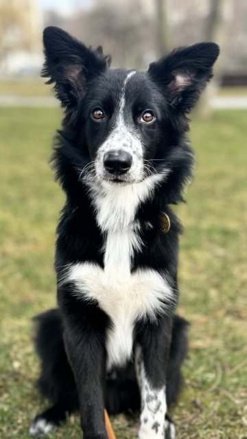 Brilliant Blik Perri Rein