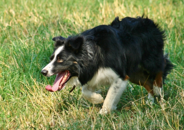 Ukko