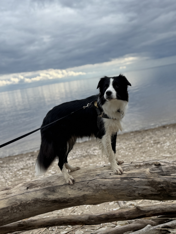 Jack Mix Cherina