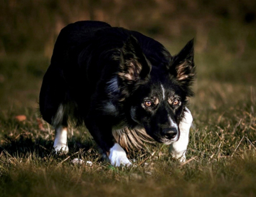 Caitlin Von Stauffen