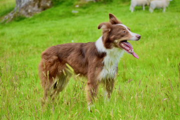 Ingleborough Jill