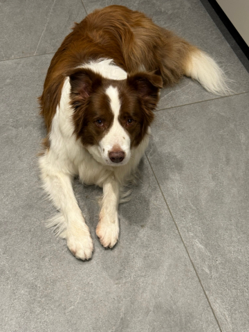 Ryzhaya Molniya Benjamin Parker