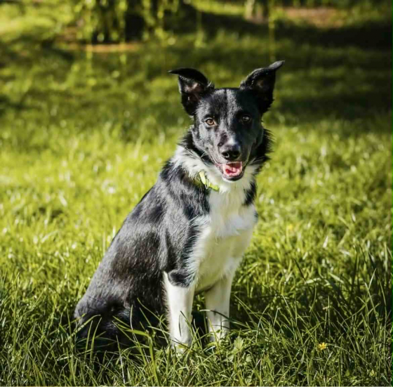 Go&Shine Nemo Shepter