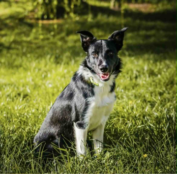 Go&Shine Nemo Shepter