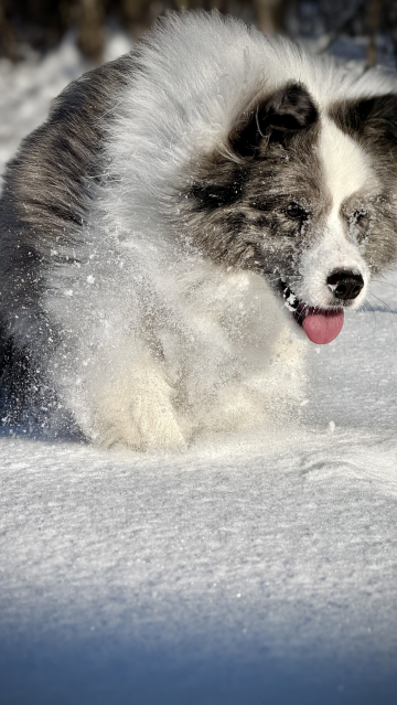 la Manche Show Assorty'k