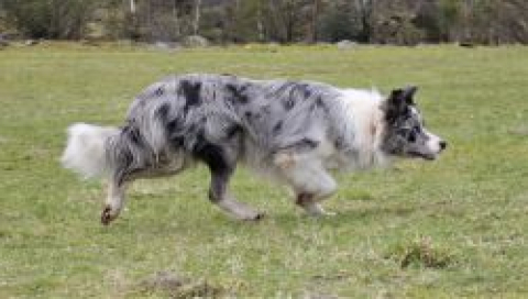 Gjeterhund Jimmy