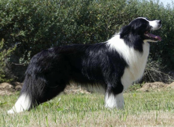 Apollo Z Pocztowej Border Collie