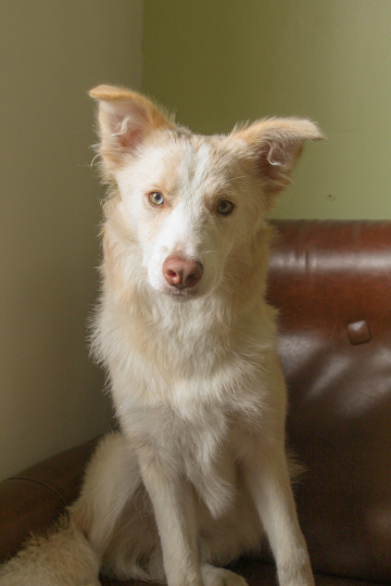Via del Corso de la Lumiere de Nerthus
