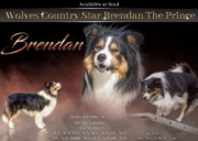 Wolves Country Star Brendan the Prince