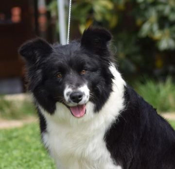 Enjoy The Silence At Twj Di Paradise Collies