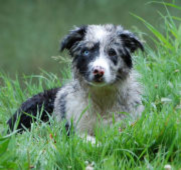 Silverwood's Pride Brad