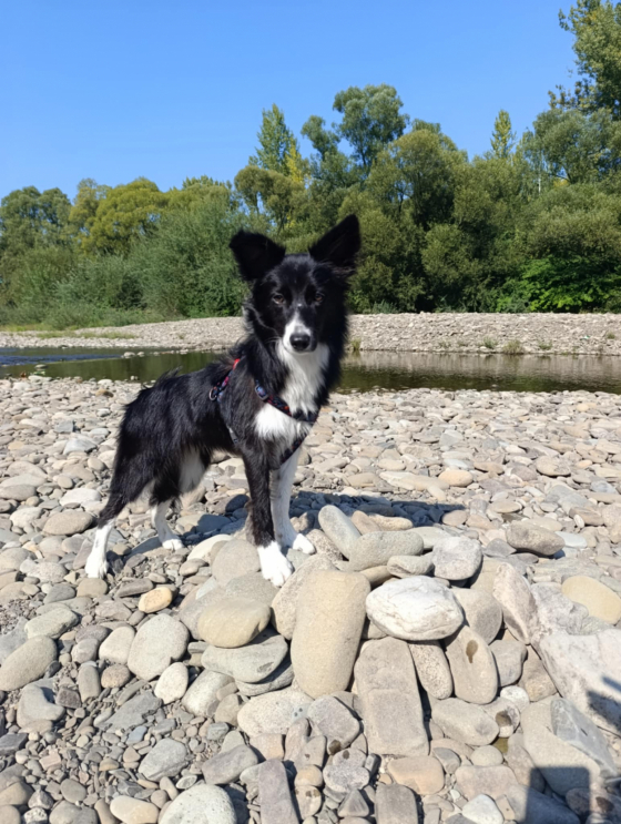 Ice Queen from Real Dog Paradise
