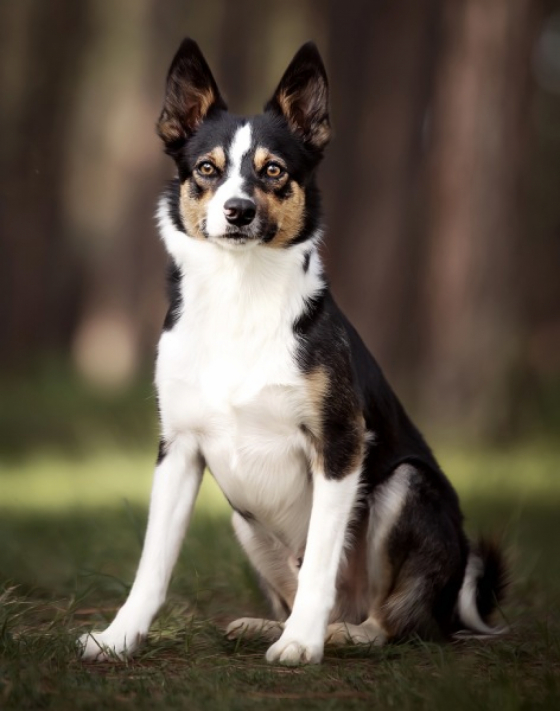 Askenhill Irish Energy