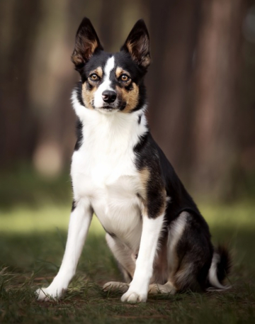 Askenhill Irish Energy