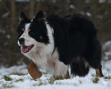 Cwmberwyn Boa
