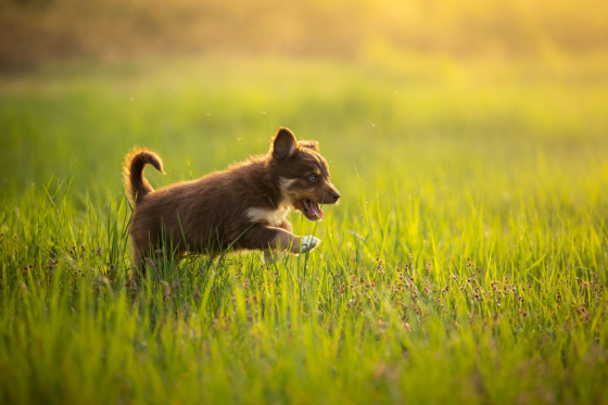 Darling Clever Still Run