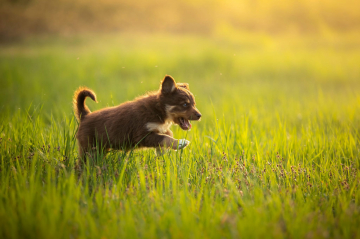 Darling Clever Still Run