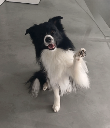 Tetraedr Pallada Pastoral