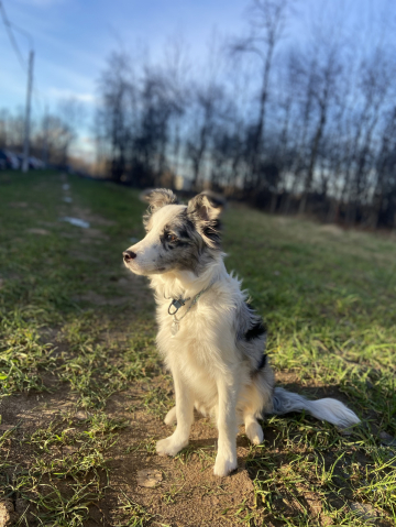 San Dance Abu Bandit