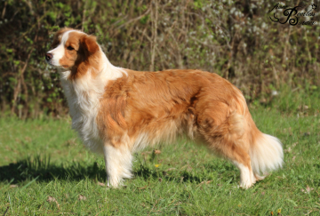 Cleo The Soulwonder from Peerlessborder