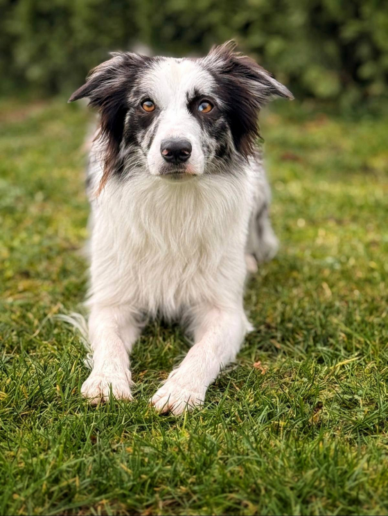 Vhagar Di Petrademone