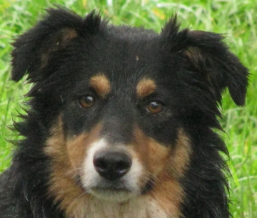 Ohutu Kaipara Skipper