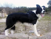 Wild Soul Di Paradise Collies