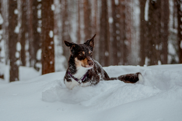 Shinobi of the Hidden Leaf