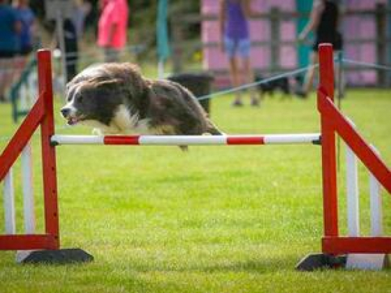 Borderpops Blueprint