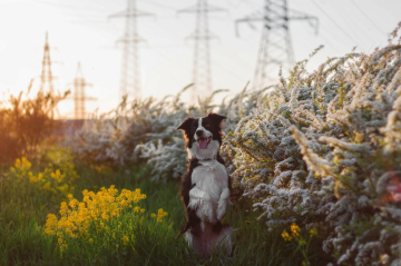 Hermione Jean Granger