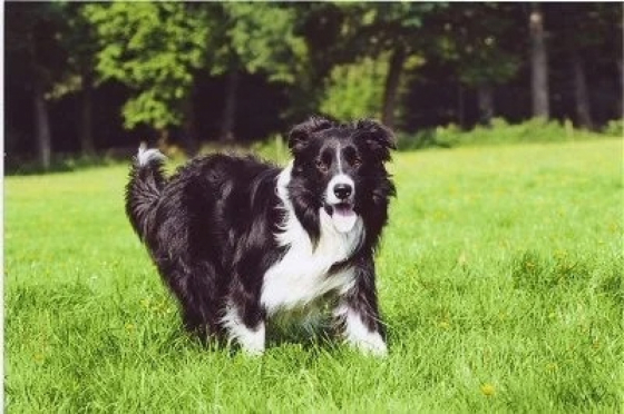 Dutchfield's Griff Gaelachas