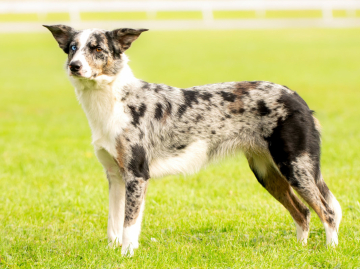 Lexaurin AfiAhy Family Geluzee