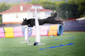 Hi I am Shark Bohemia Grant