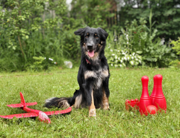 Ressi Faithful Companion